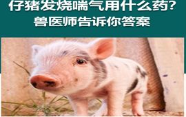  仔猪发热喘气用什么药？兽医师告诉你谜底【汇彩网登录大厅兽药】