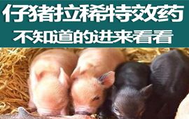 仔猪拉稀特效药你知道吗？不知道的进来这里【汇彩网登录大厅兽药】