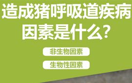 造成猪呼吸道疾病的因素是什么？【汇彩网登录大厅兽药】